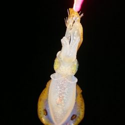 ちょこっとエギング調査