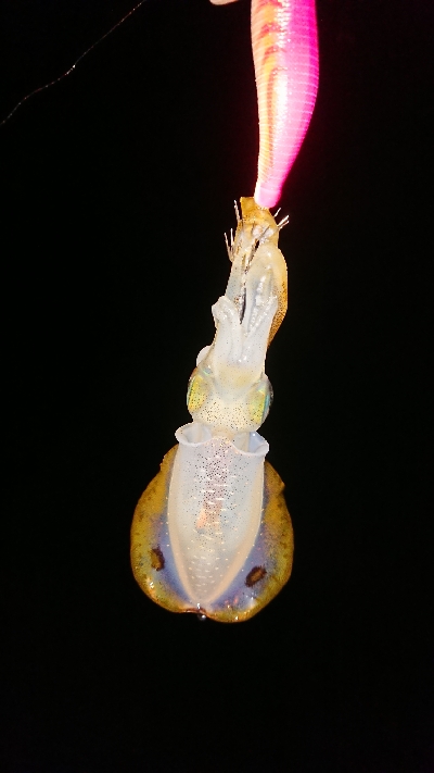 ちょこっとエギング調査