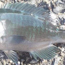 グレ!!アジ!! フグまでも、、、、汗