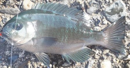 グレ!!アジ!! フグまでも、、、、汗