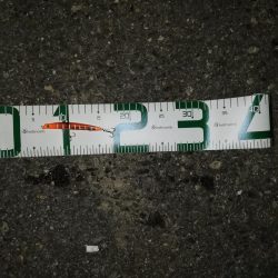 チーバス釣れた~