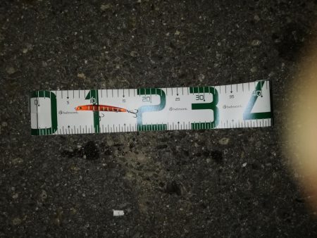 チーバス釣れた~