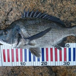 今日も表層遊戯！！