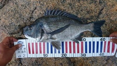 今日も表層遊戯！！