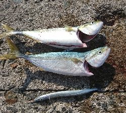 成長してきてます❗