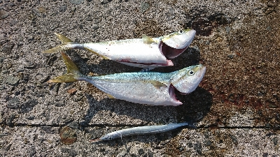 成長してきてます❗