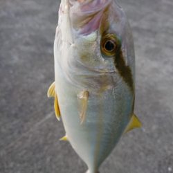 鹿児島釣行 2日目