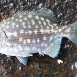 グレ!!アジ!! フグまでも、、、、汗