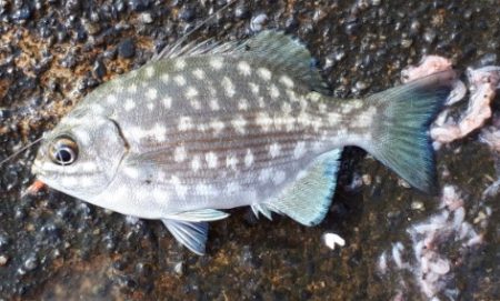 グレ!!アジ!! フグまでも、、、、汗