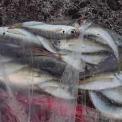 アジ釣り