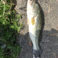 サイトフィッシング