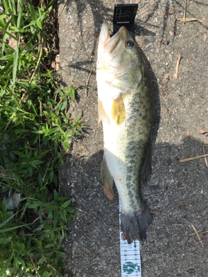 サイトフィッシング