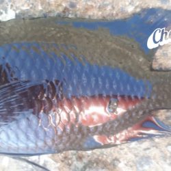 早朝釣り!!気分は最高!!!!