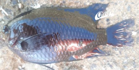 早朝釣り!!気分は最高!!!!