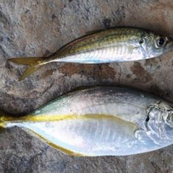 カンパチ！！！！！！！潮が低いからダメかと思いましたが全然イケました☆