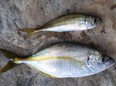 カンパチ！！！！！！！潮が低いからダメかと思いましたが全然イケました☆