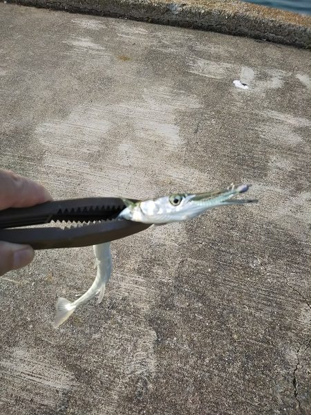 沼島でライトゲーム