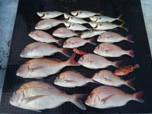 東京湾探釣隊ぼっち 釣果