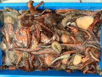 オーシャンマスター 釣果