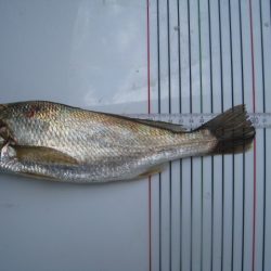 オリジナルメーカー海づり公園(市原市海づり施設) 釣果