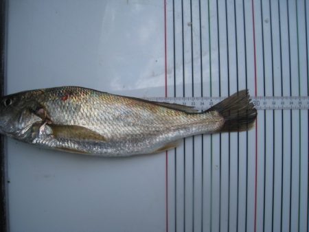 オリジナルメーカー海づり公園(市原市海づり施設) 釣果