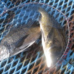 オリジナルメーカー海づり公園(市原市海づり施設) 釣果