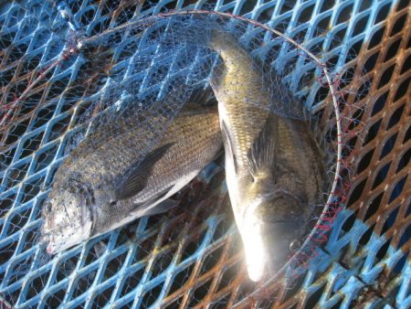 オリジナルメーカー海づり公園(市原市海づり…