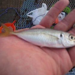 オリジナルメーカー海づり公園(市原市海づり施設) 釣果
