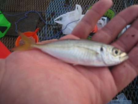 オリジナルメーカー海づり公園(市原市海づり施設) 釣果