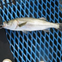 オリジナルメーカー海づり公園(市原市海づり施設) 釣果