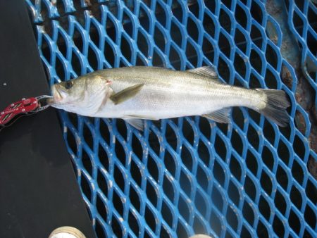 オリジナルメーカー海づり公園(市原市海づり施設) 釣果