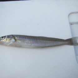 オリジナルメーカー海づり公園(市原市海づり施設) 釣果