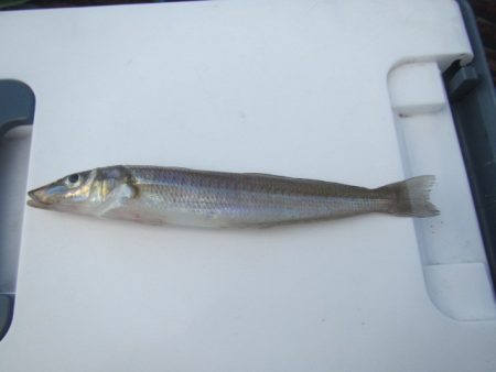 オリジナルメーカー海づり公園(市原市海づり施設) 釣果