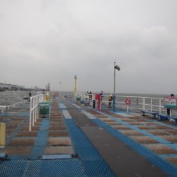 オリジナルメーカー海づり公園(市原市海づり施設) 釣果