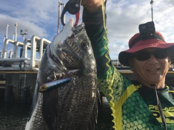 シーマジカル 釣果