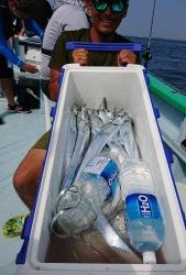 こなや丸 釣果