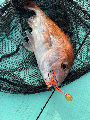 さんさん丸 釣果