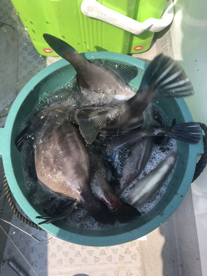 さんさん丸 釣果