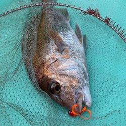 さんさん丸 釣果