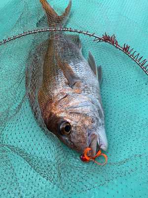 さんさん丸 釣果