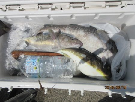 大進丸（新潟） 釣果