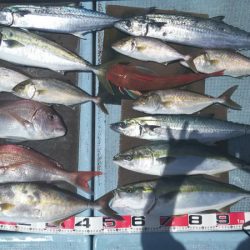 清和丸 釣果