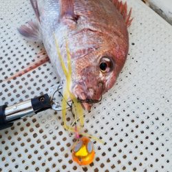 遊漁船 ニライカナイ 釣果