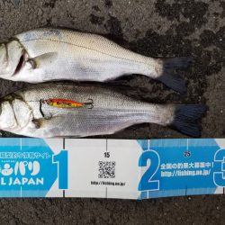 METAL JACKER Microは最高のルアー！【ルミカ（LUMICA）メタルジャッカーマイクロインプレッション】