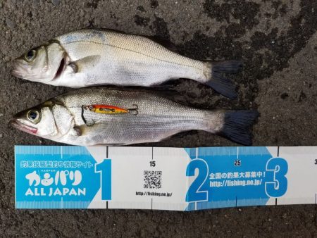 METAL JACKER Microは最高のルアー！【ルミカ（LUMICA）メタルジャッカーマイクロインプレッション】