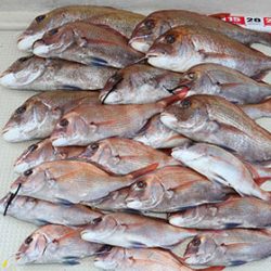 松本釣船２ 釣果