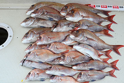 松本釣船２ 釣果