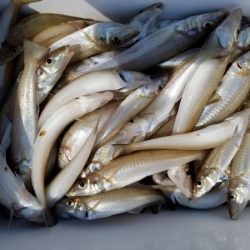 オーフリー 釣果