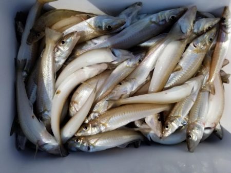 オーフリー 釣果