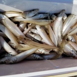 オーフリー 釣果